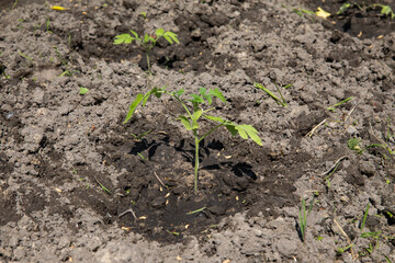 Seedlings of the tomato plant planted in the ground in the garden in spring and summer.