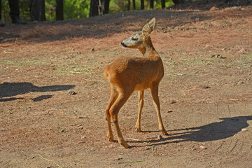 Baby Roe Deer in the woods.