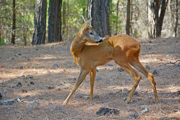 Roe Deer in the woods.