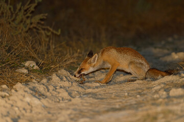A red fox hunting snakes at night. Feeding red fox.