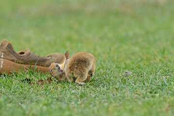 They're playing two Ground Squirrels.