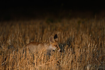 A red fox looking for prey at night.