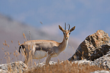 Mountain Gazelle eye to eye with the photographer.