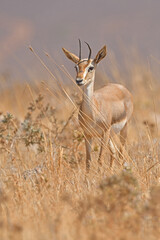 Mountain Gazelle eye to eye with the photographer.