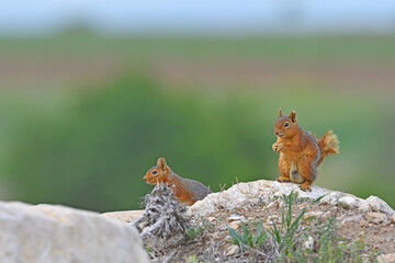 Squirrels sitting on a rock.