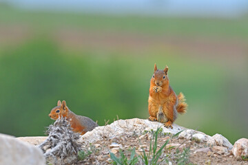 Squirrels sitting on a rock.