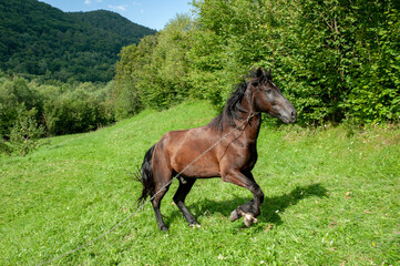 A fast galloping horse in an open field, a dark brown or black horse against a background of green...