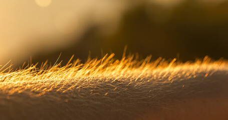 DOF, MACRO: Young person reacts to cold from a chilly breeze blowing at sunset