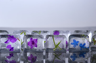 Frozen flowers in ice cubes on the gray background.