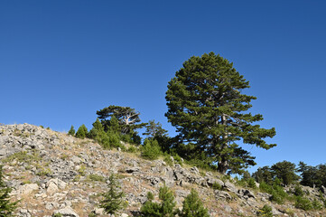 Fototapeta na wymiar Old pine trees in the forest..