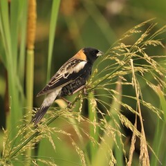 Beautiful Bobolink Sweetwater Wetlands Park Gainesville Florida Paynes Prairie 