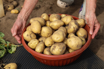 Fresh organic potatoes picked in a bowl in a field in the hands of an elderly farmer, harvesting