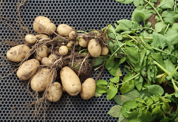 Tubers and tops of fresh organic potatoes, harvesting in the field