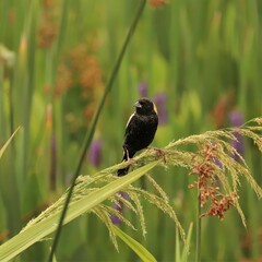 Beautiful Bobolink Sweetwater Wetlands Park Gainesville Florida Paynes Prairie 