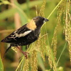 Beautiful Bobolink Sweetwater Wetlands Park Gainesville Florida