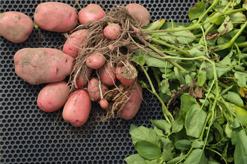 Tubers and tops of fresh organic red potatoes harvested in the field