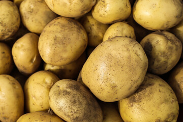 Close up of fresh organic potato tubers harvesting