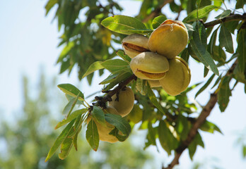 Ripe almonds on the tree branch