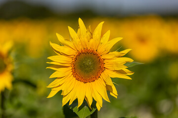 A vibrant sunflower bloooming, on a sunny summer's day