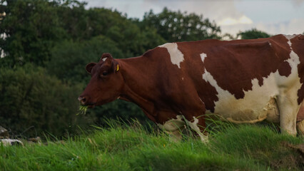 The cow that stares.