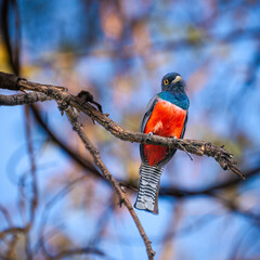 Crowned Trogon, Brazil