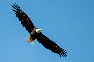 american bald eagle flying wingspan outstretched 