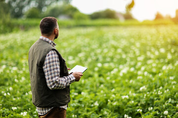 Farmer or agronomist uses digital tablet to analyse and check the growth and disease of the blooming plants in the potato field. Smart farming technology and agriculture business concept. - obrazy, fototapety, plakaty