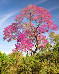 Ipe Tree, Pantanal, Brazil
