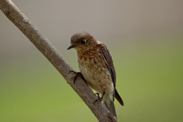 Small house finch on branch 