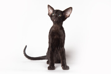 portrait of a cute black oriental cat in front of white background. kitty studio shot with copy space