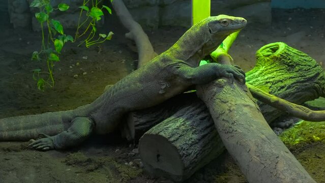 monitor lizard in zoo aquarium
