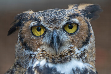 great horned owl