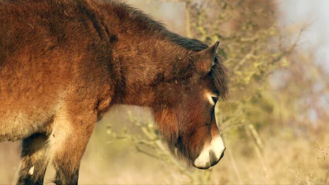 Closeup sunlit wild exmoor pony horse have rest standing in the middle of pasture in late autumn nature habitat in Milovice, Czech republic. Protected animals considered as horse ancestor