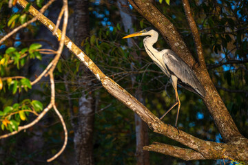 Cocoi herreon on a Branch in the Pantanal, Brazil