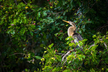 Anhinga in the Pantanal, Brazil