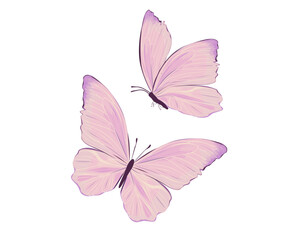 butterfly isolated on white