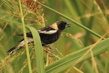Beautiful Bobolink at Sweetwater Wetlands Park Gainesville Florida
