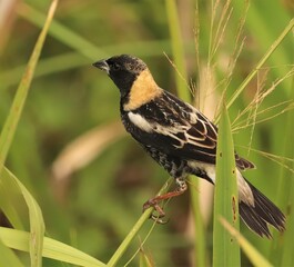 Beautiful Bobolink at Sweetwater Wetlands Park Gainesville Florida