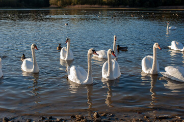 white swans group on the lake swim well under the bright sun