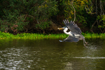 Cocoi heron flying  in the Pantanal, Brazil