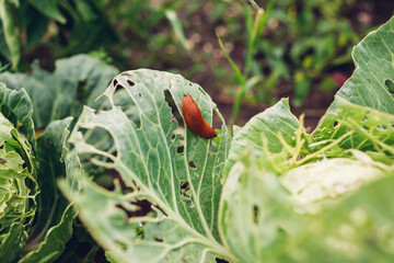 Spanish slug eating cabbage leaf in summer garden. Slug damaging vegetables on ecological farm. Pest destroying harvest