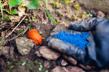 Slug poisoned bait for pest control. Gardener throwing blue granules on ground to kill brown...