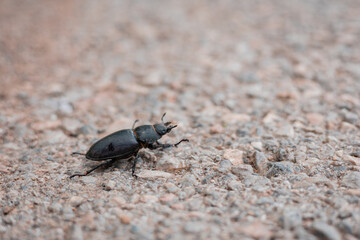 Black beetle crawling over the asphalt floor and raising his front part of the body up.