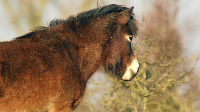 Closeup sunlit wild exmoor pony horse have rest standing in the middle of pasture in late autumn nature habitat in Milovice, Czech republic. Protected animals considered as horse ancestor
