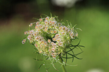 Queen Anne's Lace Wild carrot covered in dew early morning light