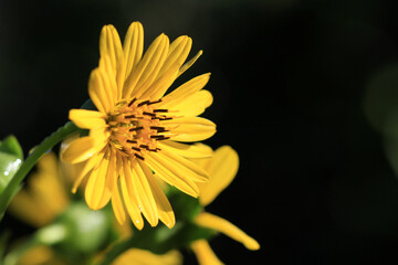 Sunflower in early morning light mid summer