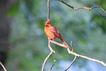 Cardinal