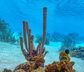 Aplysina archeri, stove-pipe sponge,