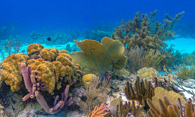 Caribbean coral garden