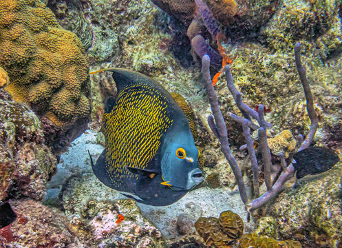 Caribbean coral garden,French angelfish,Pomacanthus paru